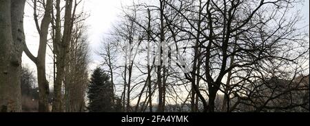 Silhouette albero morto su cielo scuro drammatico e nuvole sfondo TRAMONTO. Foto Stock