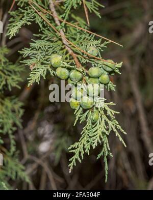 Frutta e foglie di ginepro spagnolo, Juniperus thurifera. Foto scattata in provincia di Cuenca, Spagna Foto Stock