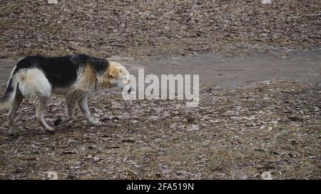 Cane abbandonato nel parco. Solo animale, erba secca e foglie sullo sfondo. Foto Stock