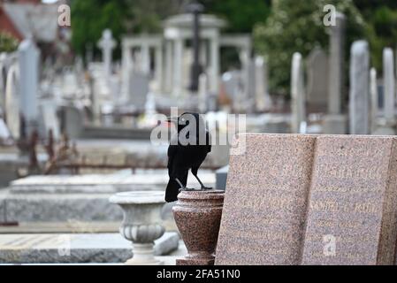 Un piccolo corvo in piedi con la testa girata mentre su un'urna, parte di una tomba, in un cimitero come fa la sua chiamata Foto Stock