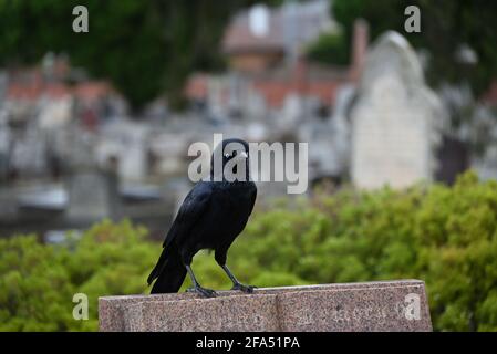 Un piccolo corvo in piedi su una lapide e guardando in la distanza Foto Stock