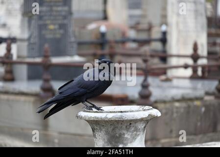 Un po' di corvo in piedi su un'urna in un cimitero con la testa girata Foto Stock