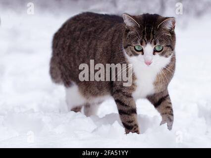 curioso gatto a righe e bianco nella neve Foto Stock