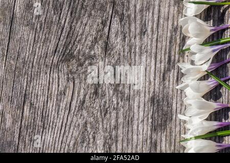 Fiori bianchi di crocus su sfondo di legno con spazio di copia. Sangue primaverile. Foto Stock