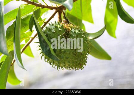 Primo piano di un frutto soursop sull'albero Foto Stock