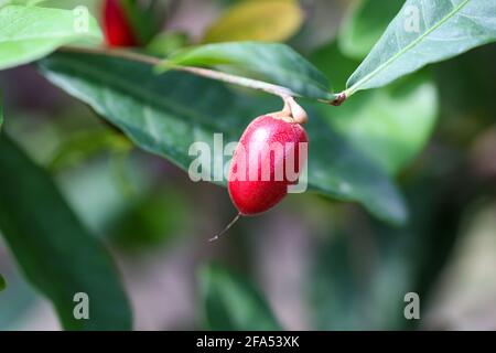 Synsepalum dulcificum è una pianta conosciuta per la sua bacca che, quando mangiato, fa sì che gli alimenti acari successivamente consumati possano avere un sapore dolce. Foto Stock