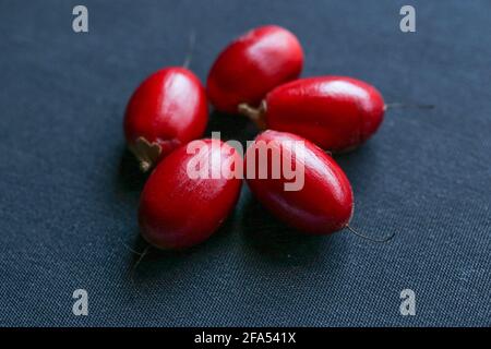 Synsepalum dulcificum è una pianta conosciuta per la sua bacca che, quando mangiato, fa sì che gli alimenti acari successivamente consumati possano avere un sapore dolce. Foto Stock