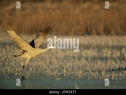 Sandill Crane decollo dal lago congelato Gris canadensis Bosque del Apache NWR New Mexico, USA BI004573 Foto Stock