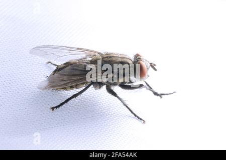 Housefyle, Musca domestica Foto Stock