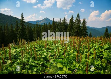 Bellissimo paesaggio estivo in Carpazi montagne Foto Stock