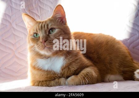 Rosso Cat. Il gatto è pulito e sano curato. Bel gatto rosso domestico. Foto Stock