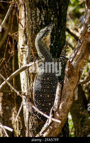 Primo piano del monitor Lace, Tree monitor, Varanus varius. Grande lucertola australiana che arrampica un albero nella foresta pluviale subtropicale, Queensland, Australia. Foto Stock