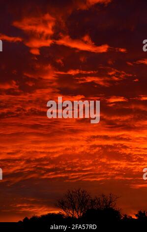Spettacolari e vivide nuvole rosse al tramonto, Queensland Australia. Tempo invernale. Alberi scuri all'orizzonte. Sfondo, spazio di copia. Foto Stock