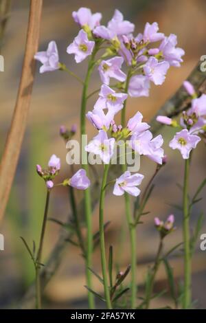 Il fiore a cucù nel parco cittadino Staddijk a Nijmegen, Paesi Bassi Foto Stock