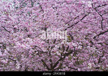 albero di ciliegio in fiore con fiori rosa Foto Stock