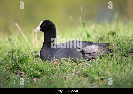 Coot nel citypark Staddijk a Nijmegen, Paesi Bassi Foto Stock