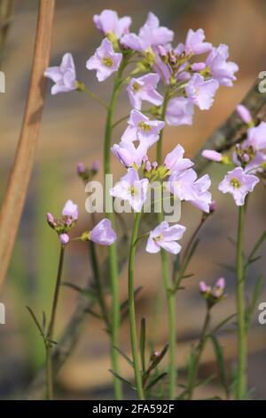 Il fiore a cucù nel parco cittadino Staddijk a Nijmegen, Paesi Bassi Foto Stock