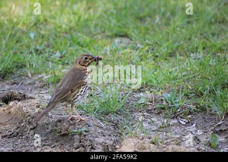 Song thrush nel citypark Staddijk a Nijmegen, Paesi Bassi Foto Stock