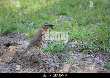 Song thrush nel citypark Staddijk a Nijmegen, Paesi Bassi Foto Stock