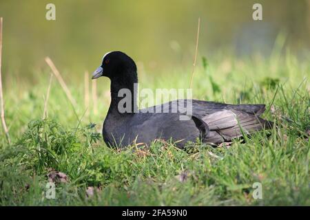 Coot nel citypark Staddijk a Nijmegen, Paesi Bassi Foto Stock