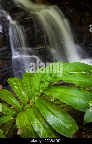 Panama paesaggio con pianta con grandi foglie da una piccola cascata nel deserto Nargana a Garduk, Comarca Guna Yala, Repubblica di Panama. Foto Stock