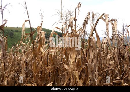 Prodotto mais guasto, immagine del cambiamento climatico Foto Stock