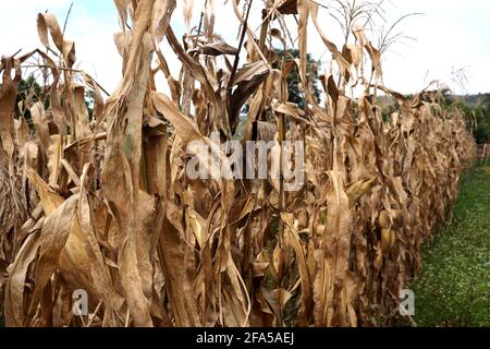 Prodotto mais guasto, immagine del cambiamento climatico Foto Stock