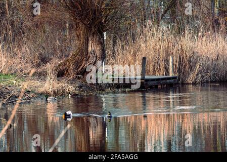 il jetty e l'erba di canna essiccata sono riflessi nelle acque del lago Foto Stock