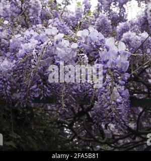 Fioritura wisteria primo piano. Delicati grappoli di fiori viola su sfondo sfocato Foto Stock