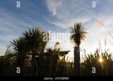 Travis parco patrimonio naturale paludoso Christchurch Nuova Zelanda Foto Stock