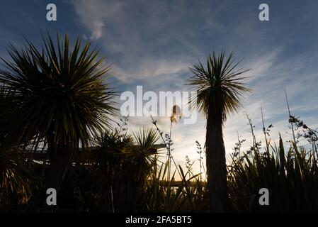 Travis parco patrimonio naturale paludoso Christchurch Nuova Zelanda Foto Stock