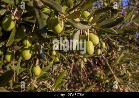 Ramo di olive con olive gordal grandi acerrime. Oliveto Tierra de Barros, Estremadura, Spagna Foto Stock