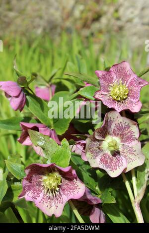 Lenten Rose Helleborus orientalis Foto Stock