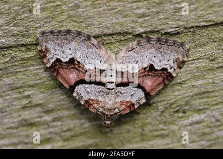 Flame Carpet Moth- Xanthorhoe designata Foto Stock