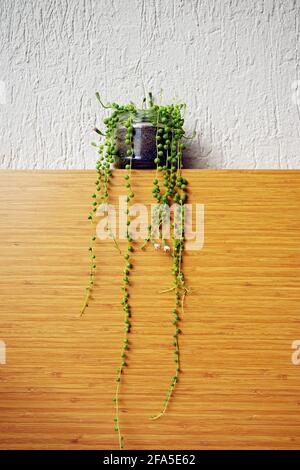String of Pearls Plant - Senekio Roweyanus Succulent on a superficie in legno Foto Stock