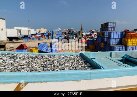 Attività di pesca sulla spiaggia di Shannah, Oman, barca da pesca piena di pesci Foto Stock