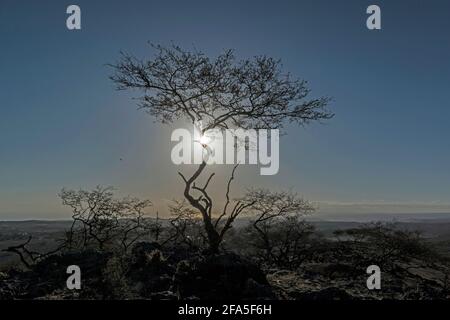 Immagine retroilluminata di un albero arido nella stagione secca, Dhofar Governatorato, Oman. Foto Stock