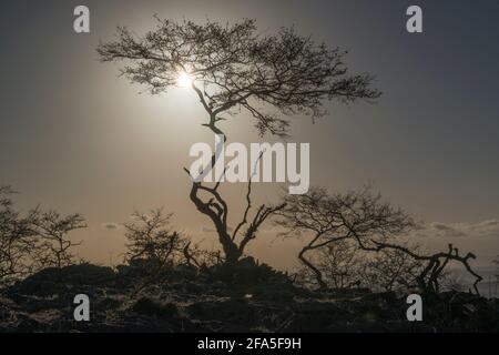 Immagine retroilluminata di un albero arido nella stagione secca, Dhofar Governatorato, Oman. Foto Stock