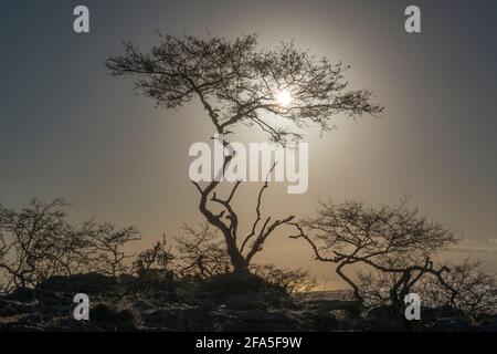 Immagine retroilluminata di un albero arido nella stagione secca, Dhofar Governatorato, Oman. Foto Stock