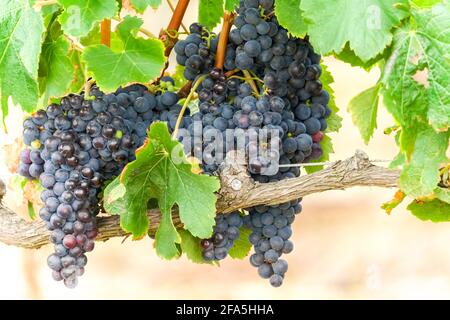 Grappoli d'uva di vino nero. Rosso, porpora appesi su una vite in un closeup vigneto a Città del Capo, Sud Africa Foto Stock