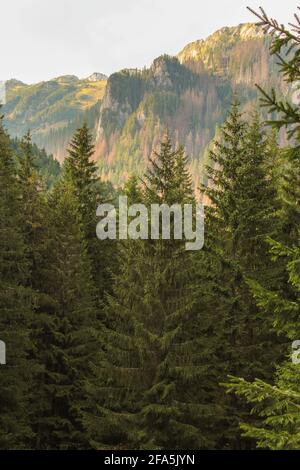 Monti Tatra. Splendido paesaggio boschivo lucido. Montagne verdi europee Foto Stock