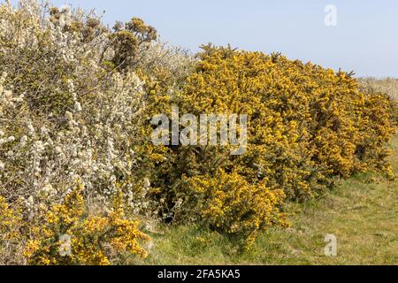 Gorse e Prunus spinosa, aka blackthorn o sloe, Studland, Isola di Purbeck, Dorset, Regno Unito Foto Stock