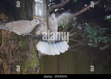 Eurasian Collard Doves tucking in uccello seme appollaiato su appeso alimentatore di semi in un giardino inglese. Foto Stock