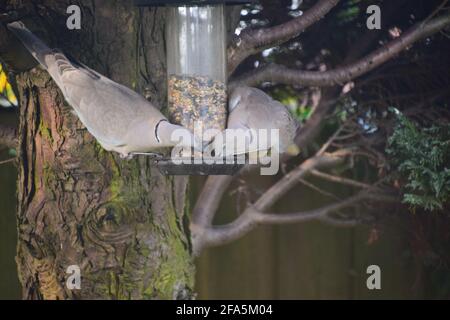 Eurasian Collard Doves tucking in uccello seme appollaiato su appeso alimentatore di semi in un giardino inglese. Foto Stock