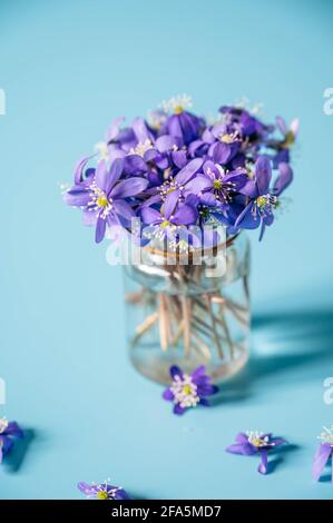 Fiori di hepatica in una bottiglia di vetro. Viola Hepatica nobilis, comune Hepatica o Anemone epatica. Fiori viola primaverili. Primo piano. Foto Stock