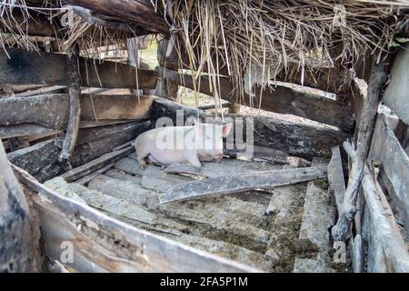 Maiale in una penna su un mashholder fattoria rurale in Malawi, Africa Foto Stock