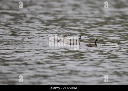 Grande grasso crestato, RSPB, uccello d'acqua, giovane, inglese Foto Stock
