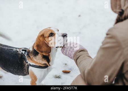 Bellissimo cane Beagle che cammina nella foresta invernale nel giorno Foto Stock
