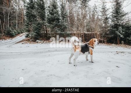 Bellissimo cane Beagle che cammina nella foresta invernale nel giorno Foto Stock