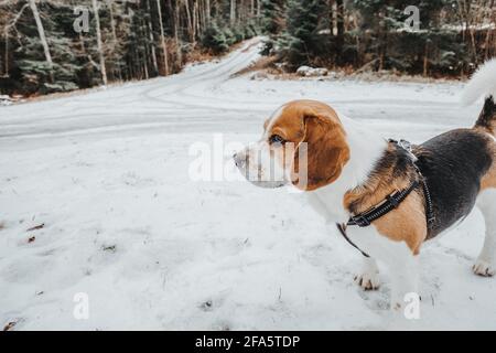Bellissimo cane Beagle che cammina nella foresta invernale nel giorno Foto Stock